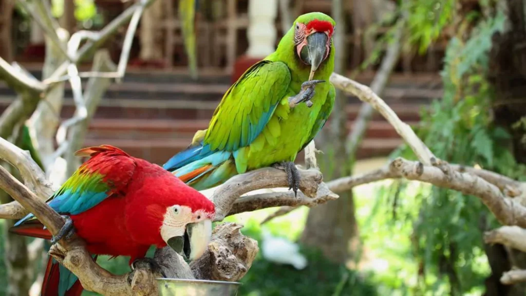 birds collection at bali bird park