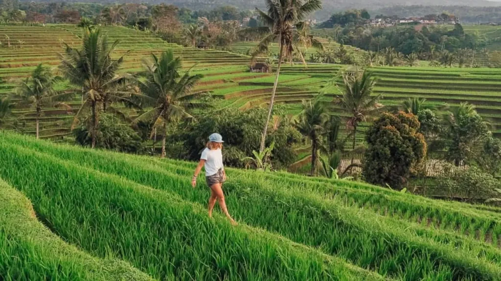 Jatiluwih Rice Terraces