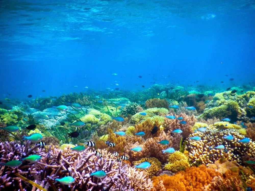 underwater beauty in Gili Trawangan 