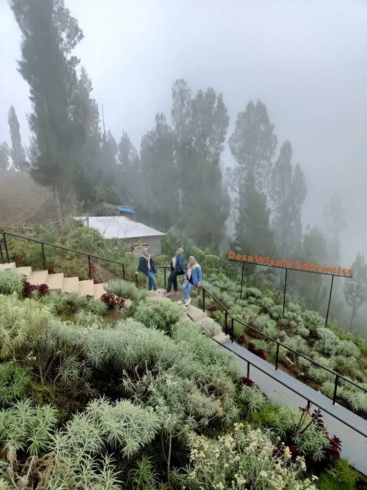 cold and foggy at Edelweiss Garden Wonokitri