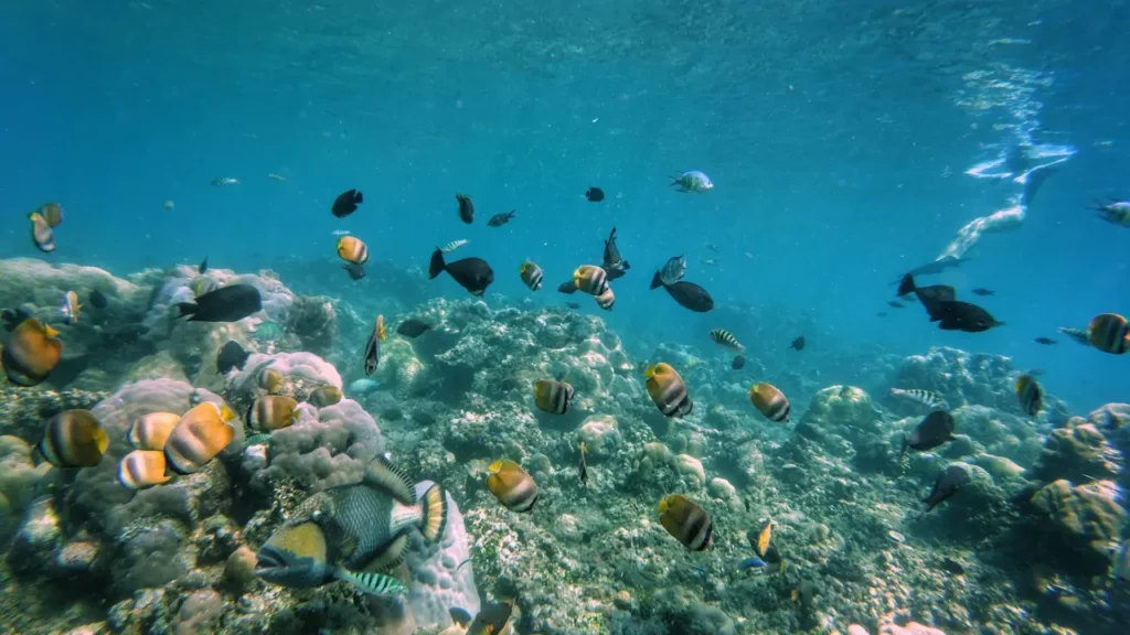 Snorkeling at Amed Beach