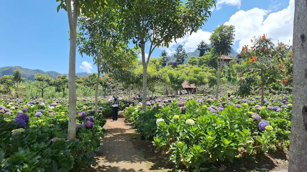hydrangeas flower at Coban Talun Waterfall